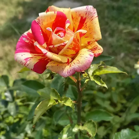 Le Clos Des Laurons Oda ve Kahvaltı Nyons